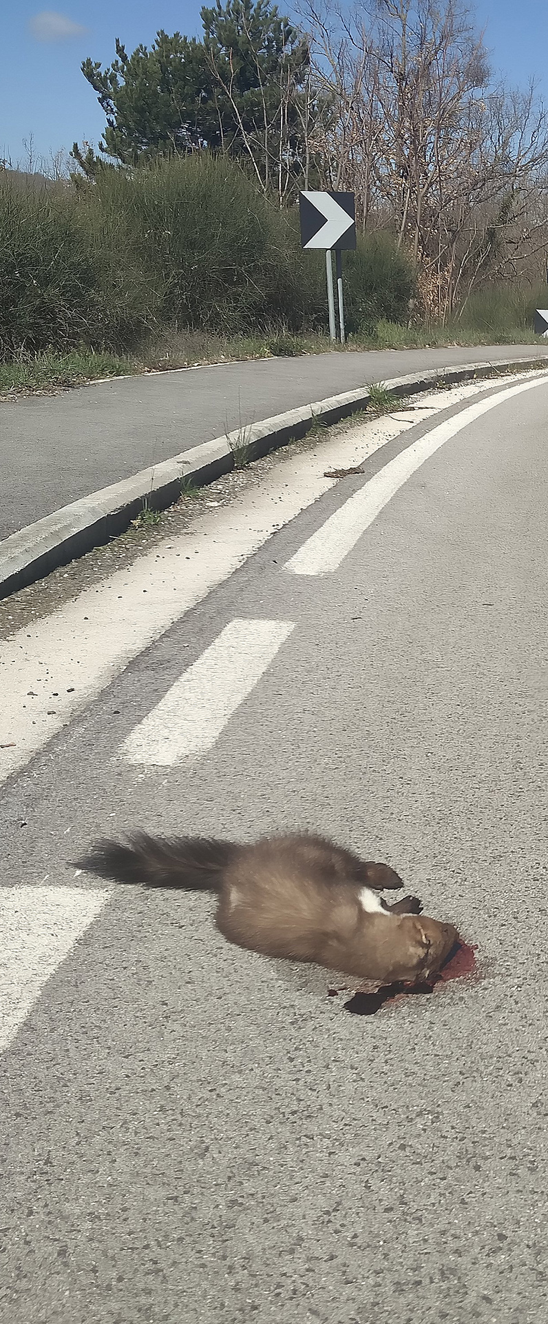 roadkill